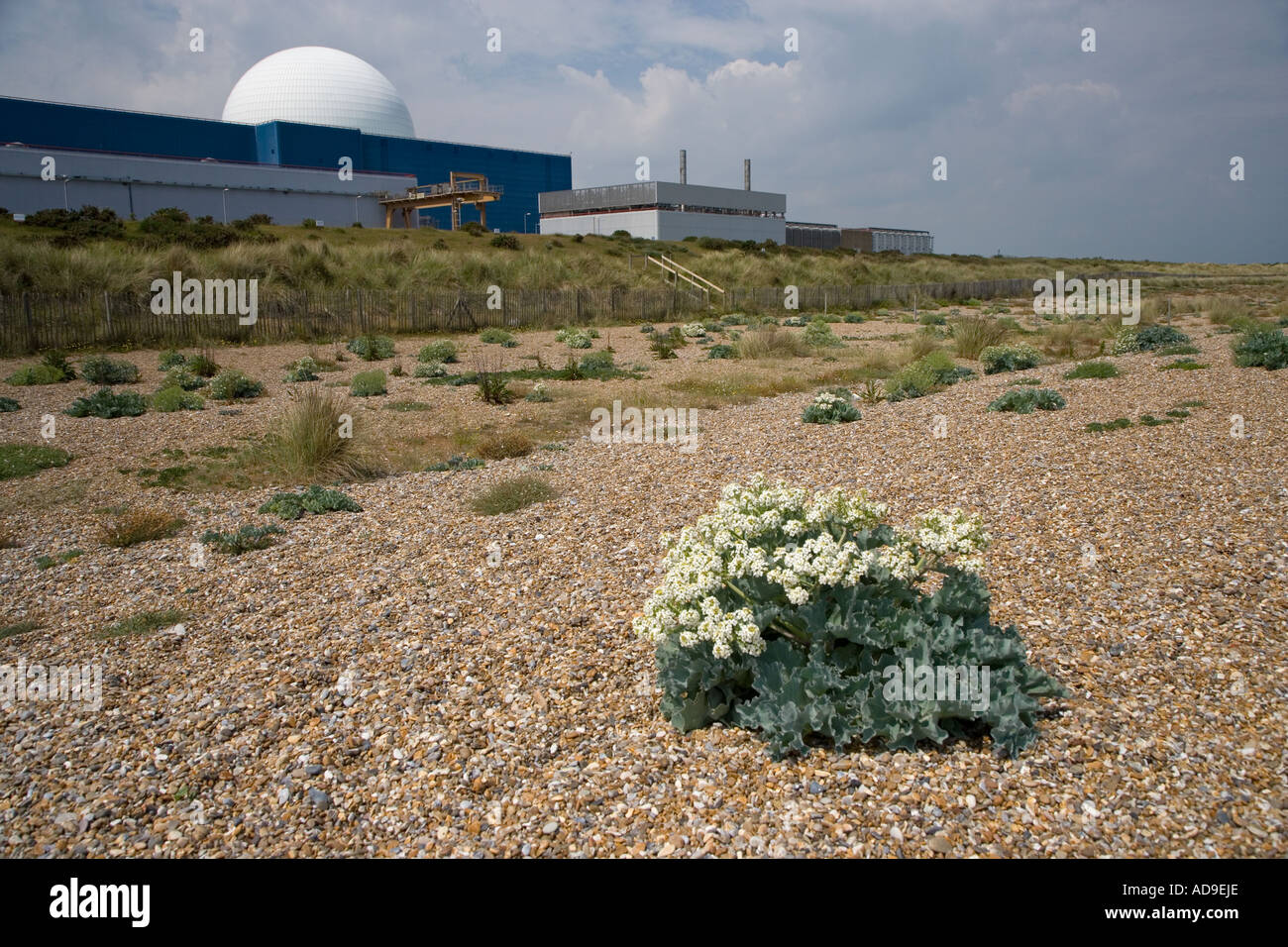 Meerkohl Crambe Maritima Sizewell Suffolk UK Stockfoto