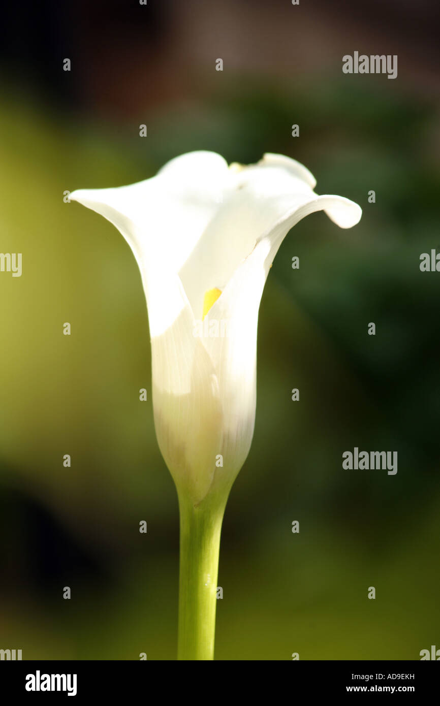 Weiße Cala oder Calla Lily Zantedeschia aethiopica Stockfoto