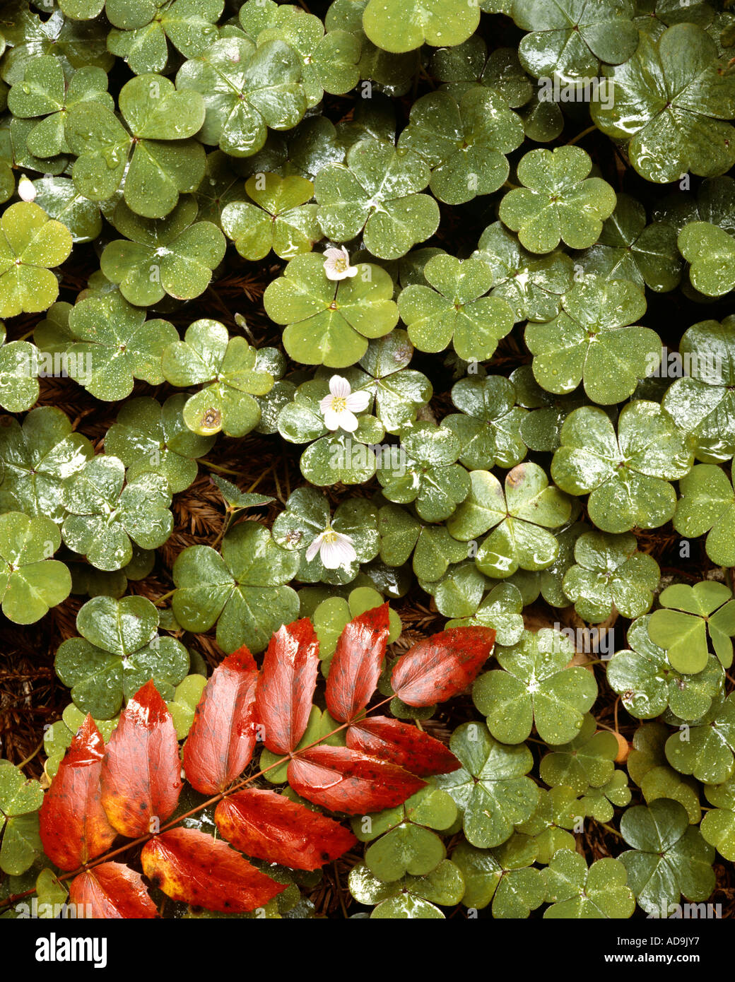 Natur: Clover Detail im Wald Stockfoto
