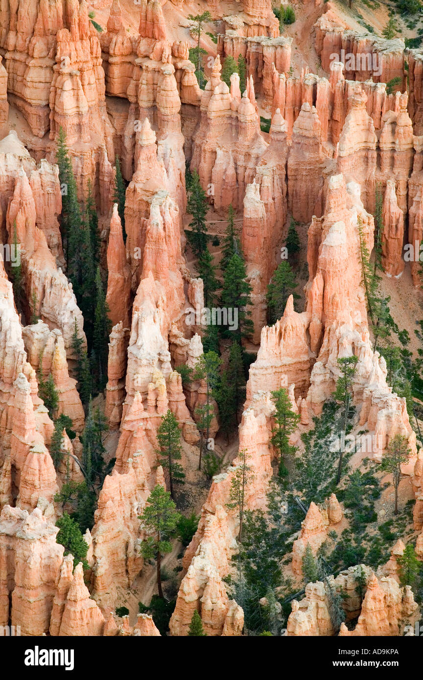 Bryce Canyon Nationalpark Stockfoto