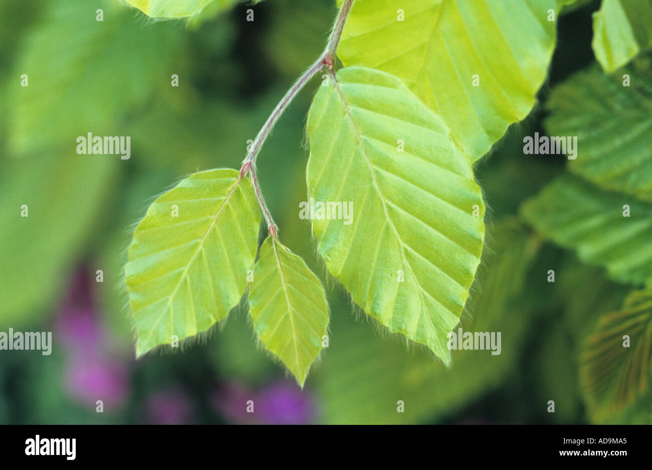 Nahaufnahme von frischen jungen grünen Blätter der Rotbuche oder Fagus Sylvatica mit Hainbuche oder Carpinus Betulus und Aubretia hinter Stockfoto