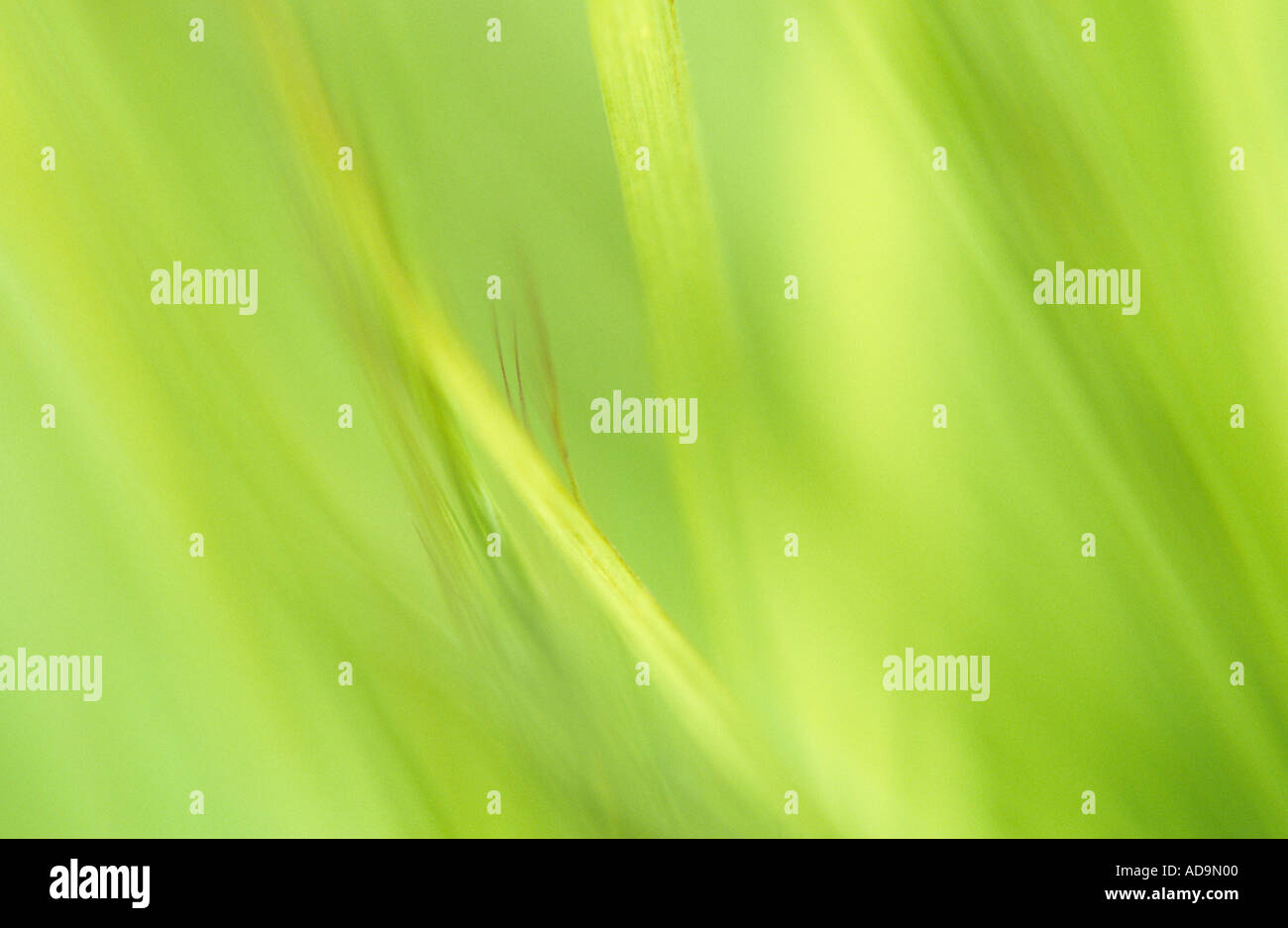 Klangschöne Nahaufnahme von hinterleuchteten frische junge grüne Grashalme Stockfoto