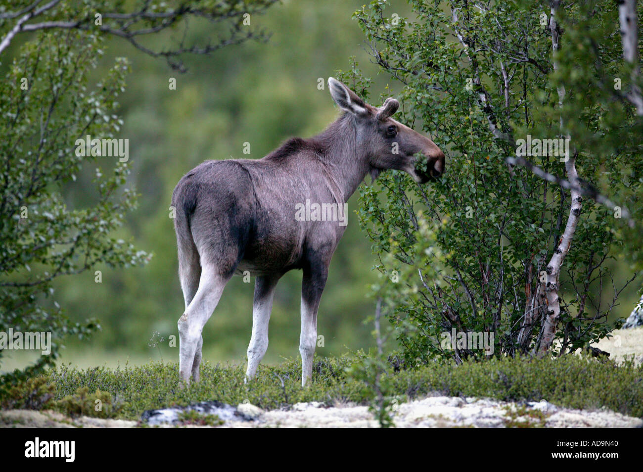 Elche, Alces alces, an einem frühen Sommermorgen an Fokstumyra Nature Reserve, Dovre, Norwegen. Stockfoto