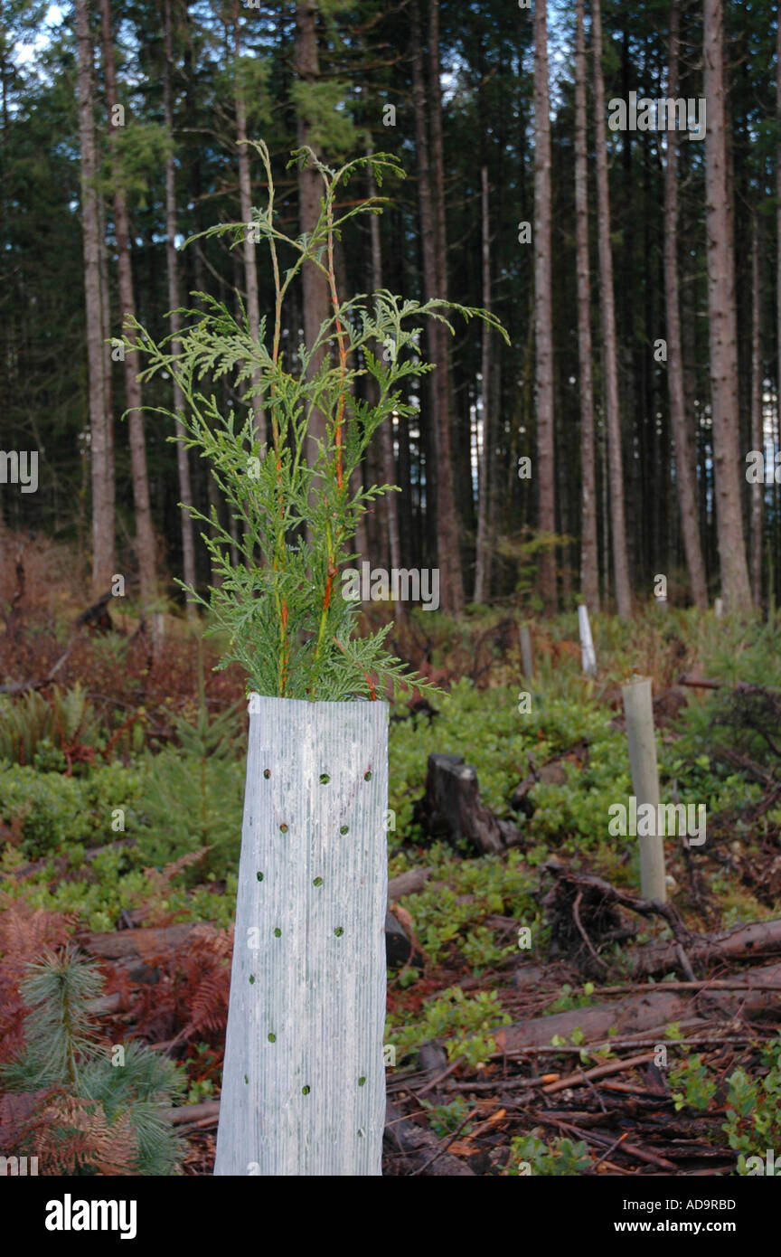 Zeder Bäumchen wachsen in Beschützer umgepflanzt Wald British Columbia Kanada Stockfoto