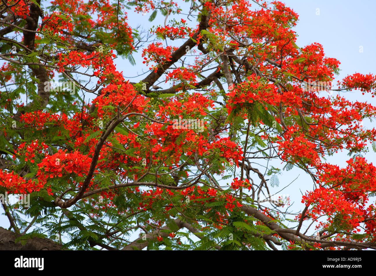 Royal Poinciana Baum mit roten Blüten, auch genannt Flamboyant, Nassau, New Providence, Bahamas. Stockfoto