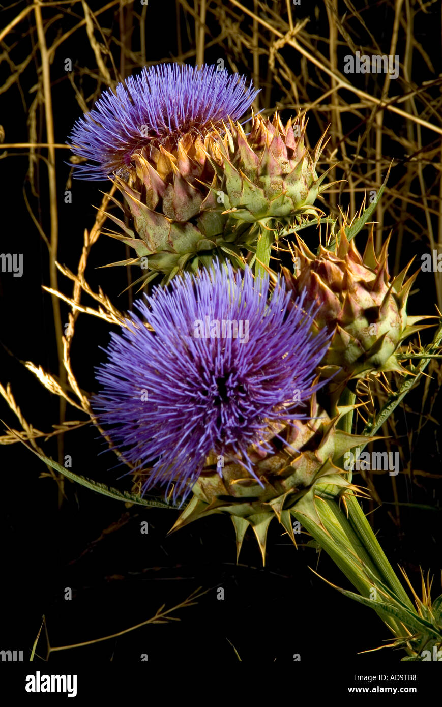 Distel Blüte und Samen Pod die Distel ist ein Mitglied der Familie Gattung Aster Carduaceae Stockfoto