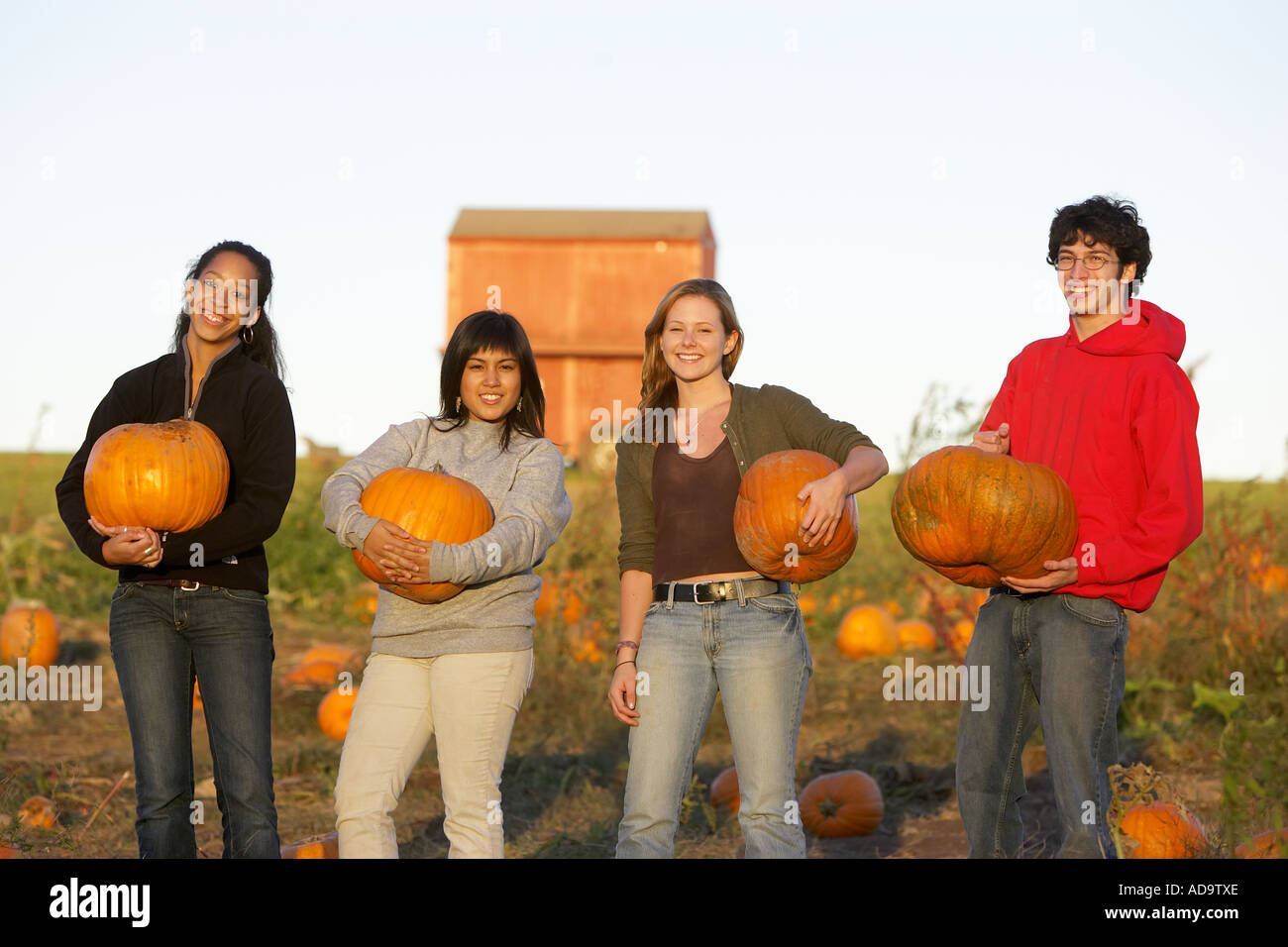 Junge Erwachsene Kürbis Kommissionierung 12 29 Jahre alt 20 Jahre 20 s 20 30 Alter Mensch Mensch Mensch Mensch Menschen zwanziger twent Stockfoto