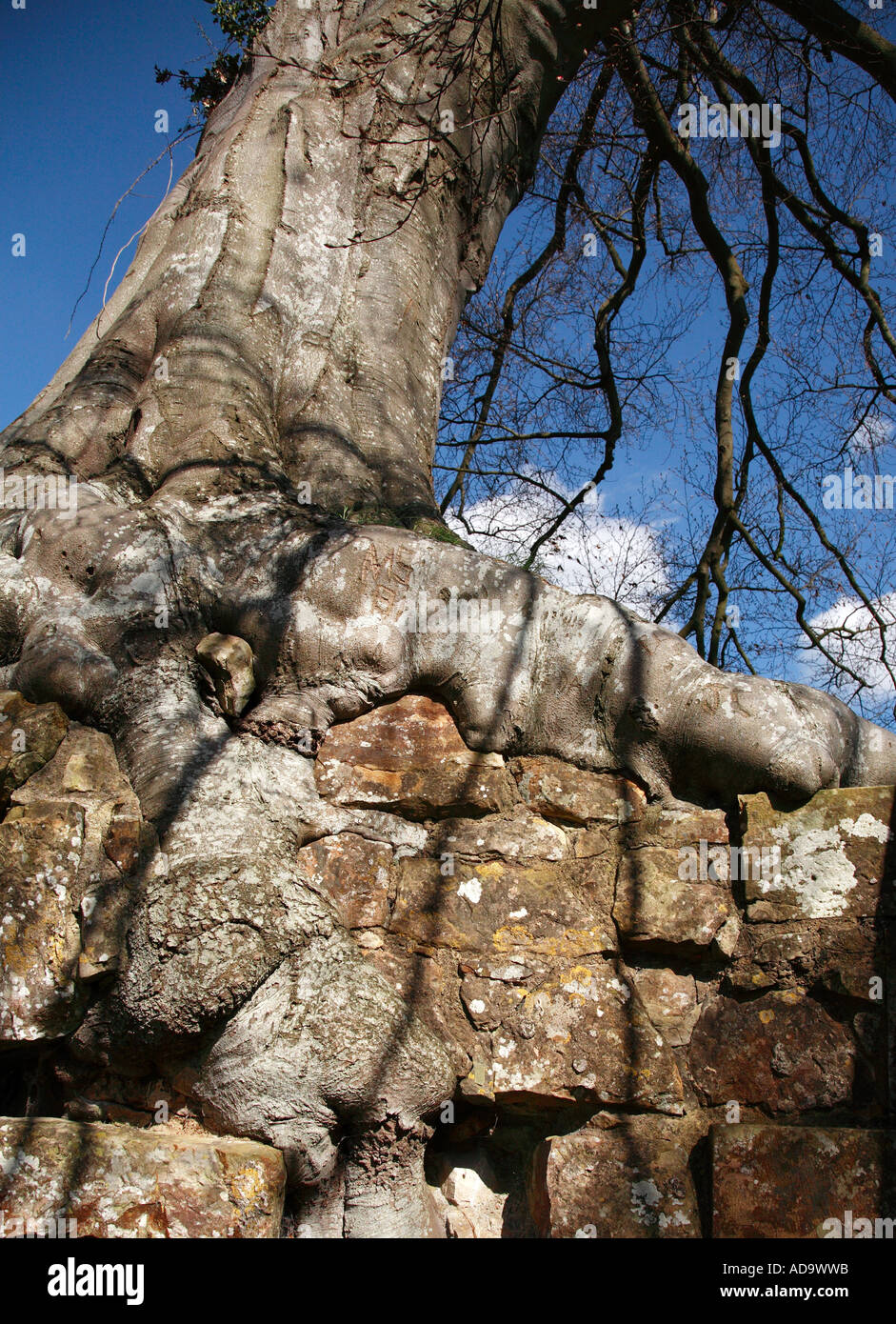 Buche hinter dem Hochaltar Bayham Abbey Ruinen Kent Weald Stockfoto