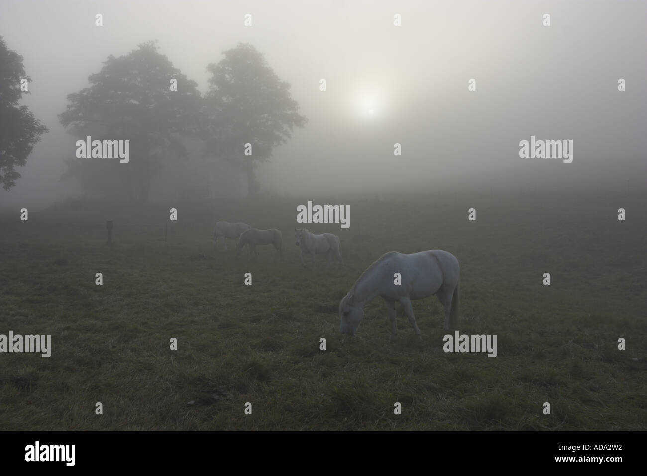 Weiße Pferde auf Koppel in Morgen Atmosphäre, Deutschland Stockfoto