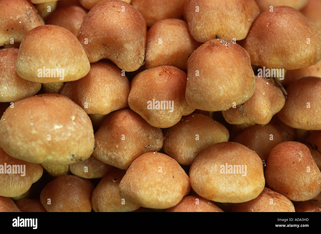 Schwefel, Büschel (Grünblättriger Fasciculare), Masse auftreten, Fruchtkörper, Ausschnitt, Deutschland Stockfoto