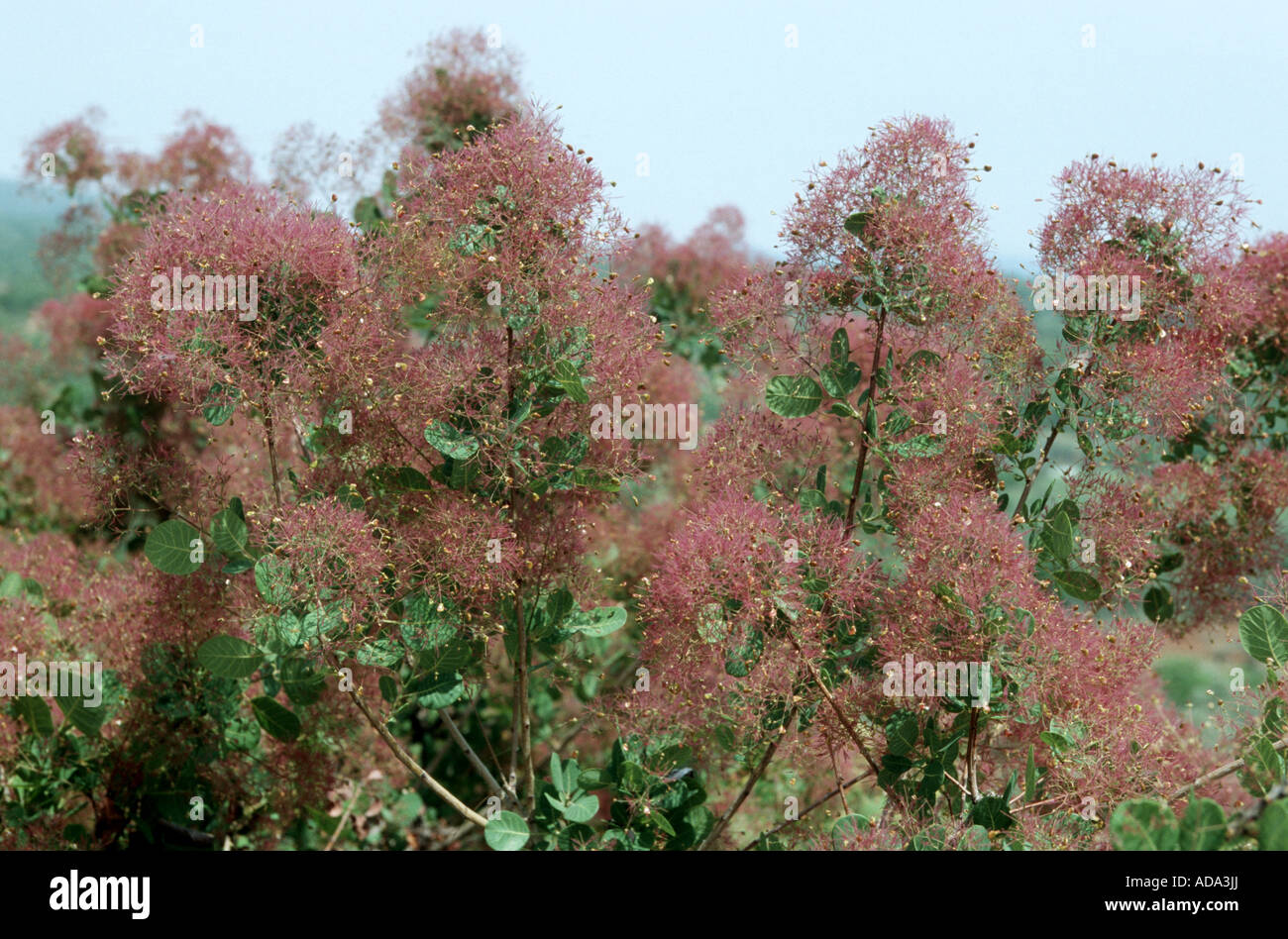venezianische Sumach, Smoketree (Cotinus Coggygria), Storchschnäbel Stockfoto