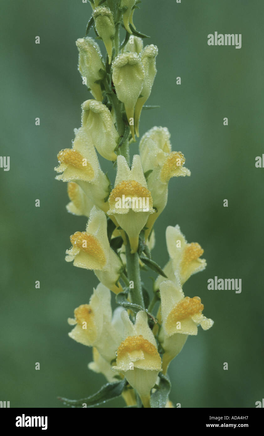 gemeinsamen Leinkraut, gelbes Leinkraut, Ramsted, Butter und Eiern (Linaria Vulgaris), Blütenstand bedeckt mit Tau, Frankreich Stockfoto