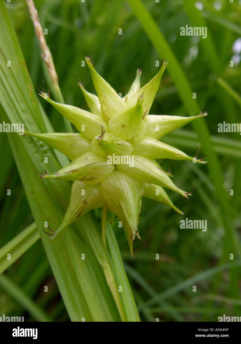 Morgenstern, Asa grau-Segge (Carex Grayi), infrutescences Stockfoto