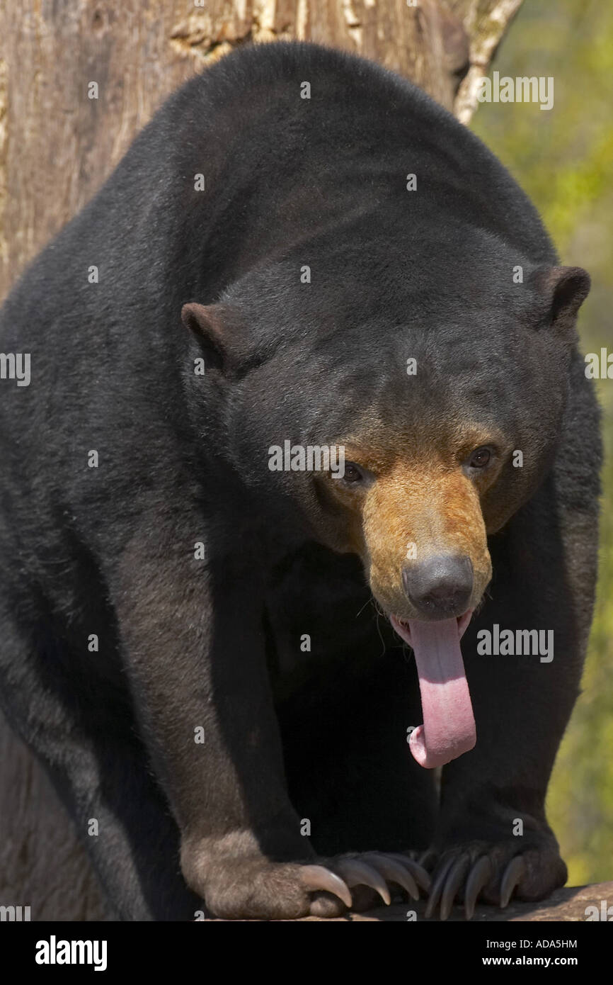 Sun Bear, malayischen Sonne Bär (Ursus Malayanus, Helarctos Malayanus), Zunge Stockfoto