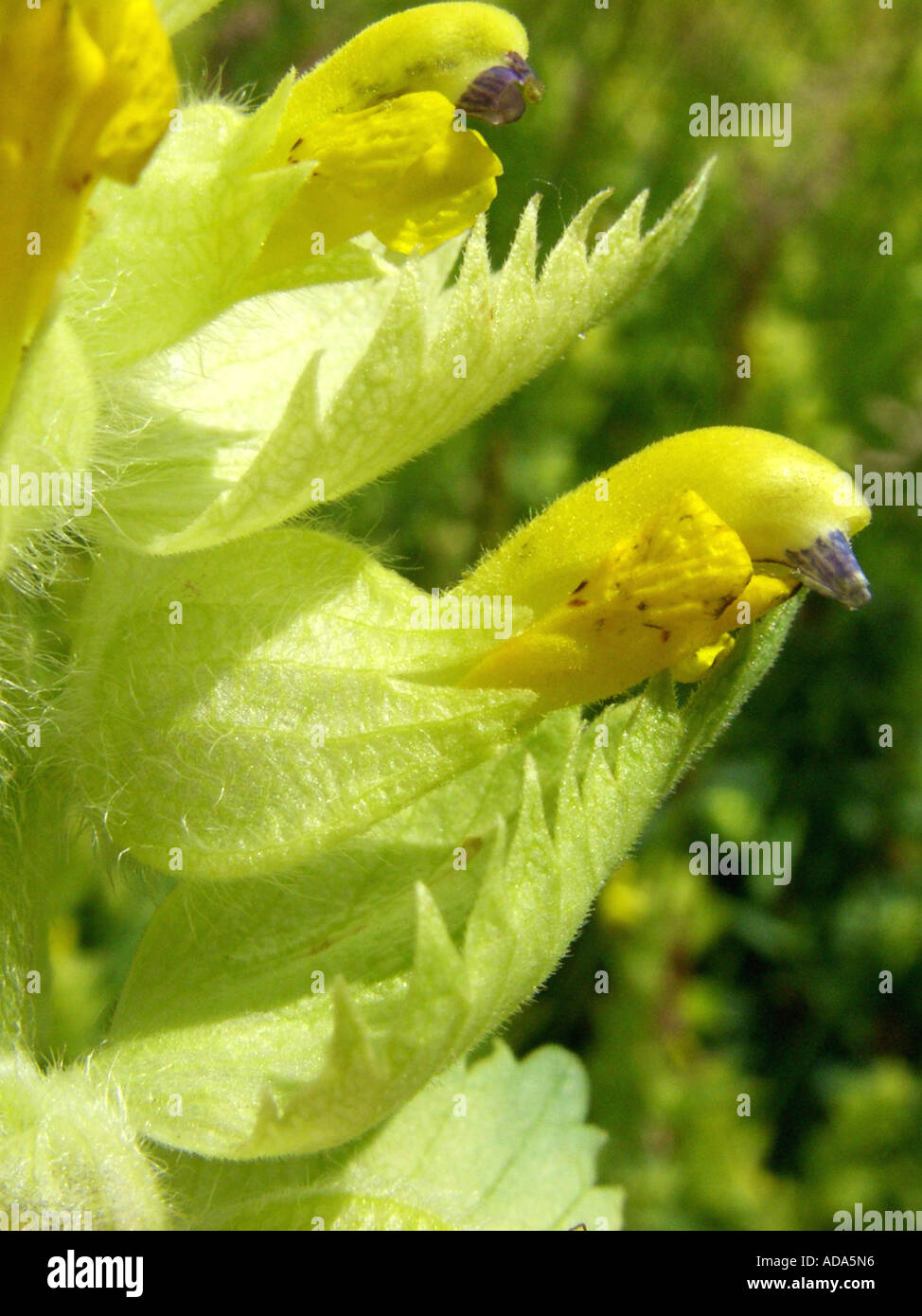 größere gelbe Rassel (Rhinanthus Alectorolophus), Blume mit Hochblatt Stockfoto
