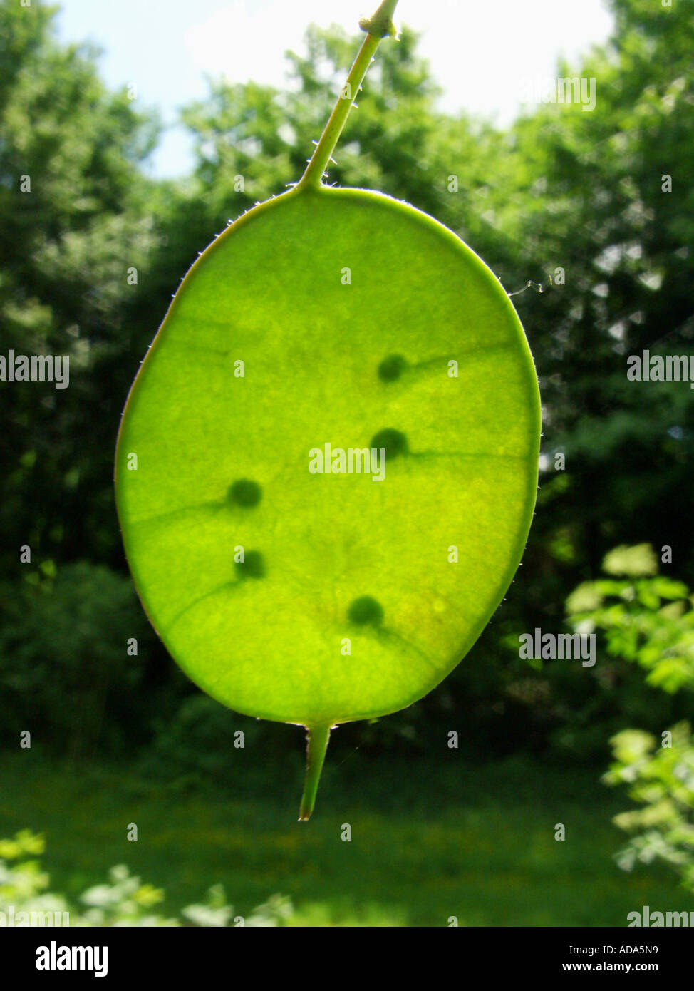 Ehrlichkeit-Pflanze (Lunaria Annua), Obst (Schötchen) bei Gegenlicht Stockfoto