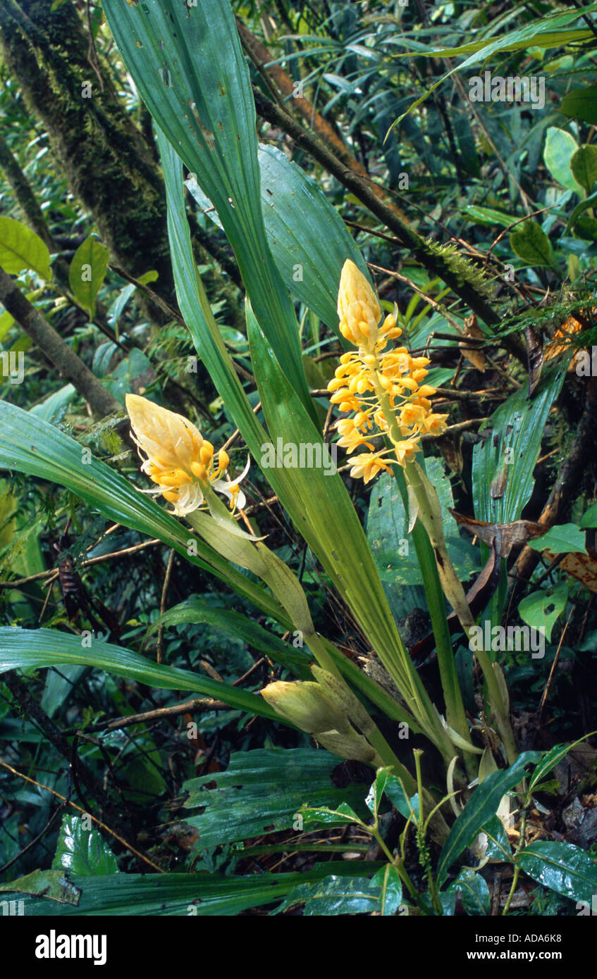 Bambus Orchidee (Arundina Graminifolia), Bloomimg, Malaysia, Borneo Stockfoto