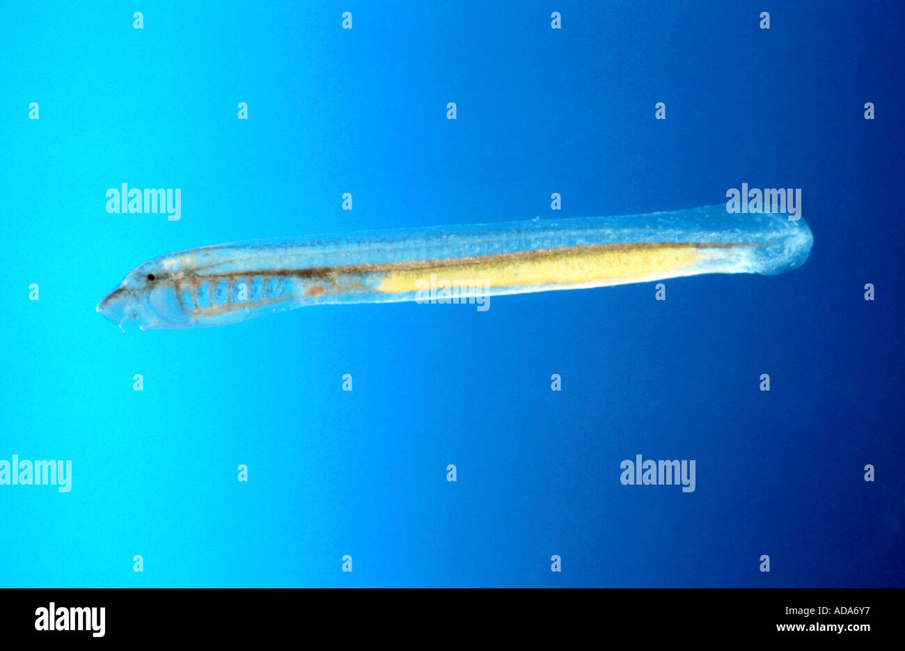 Lampern, Europäische Flussneunauge (Lampetra Fluvialis), Larve, Flussneunauge, 12 mm lang, nach der ersten Fütterung, Deutschland Stockfoto