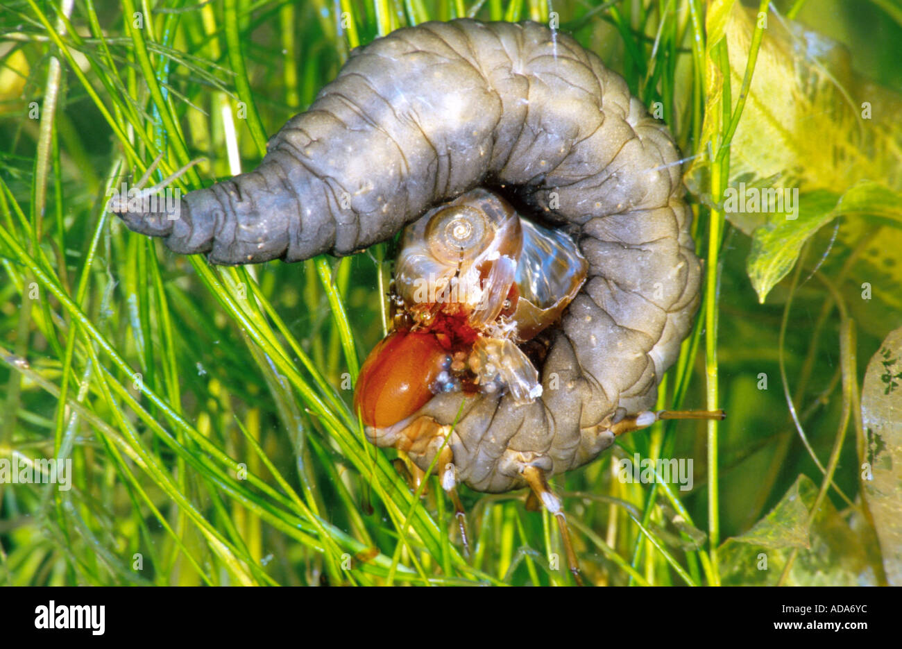 großen schwarzen Wasserkäfer, große silberne Wasserkäfer, größere Silber Käfer, Tauchen Wasserkäfer (wasserhaltigen Piceus, Hydrochara pic Stockfoto