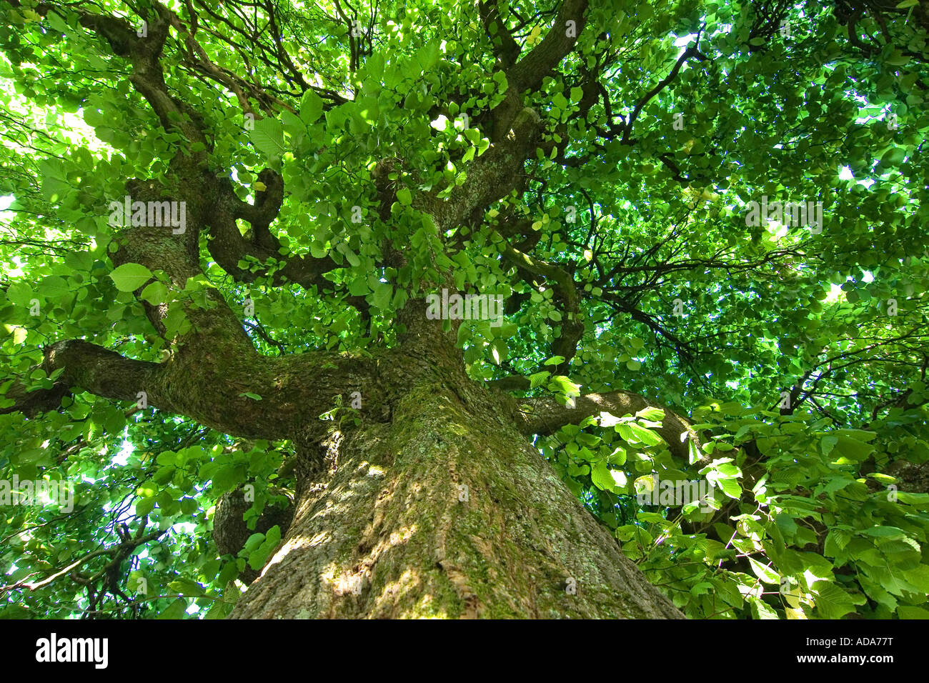 Scotch-Elm, Wych Ulme (Ulmus Glabra, Ulmus Scabra), Blick in den Baum oben, Deutschland, Bayern Stockfoto