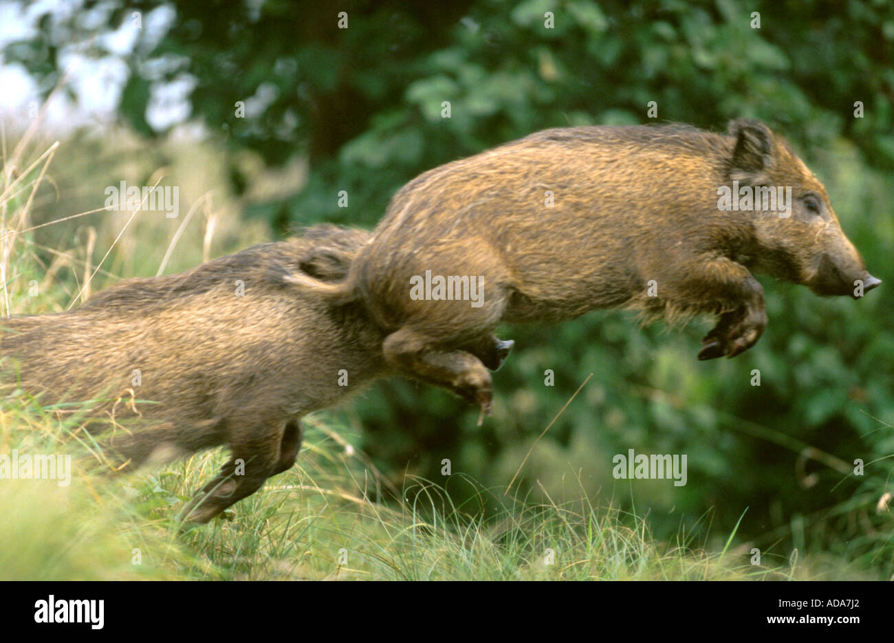 Wildschwein, Schwein (Sus Scrofa), zwei Tiere springen über Graben, Deutschland, Bayern Stockfoto