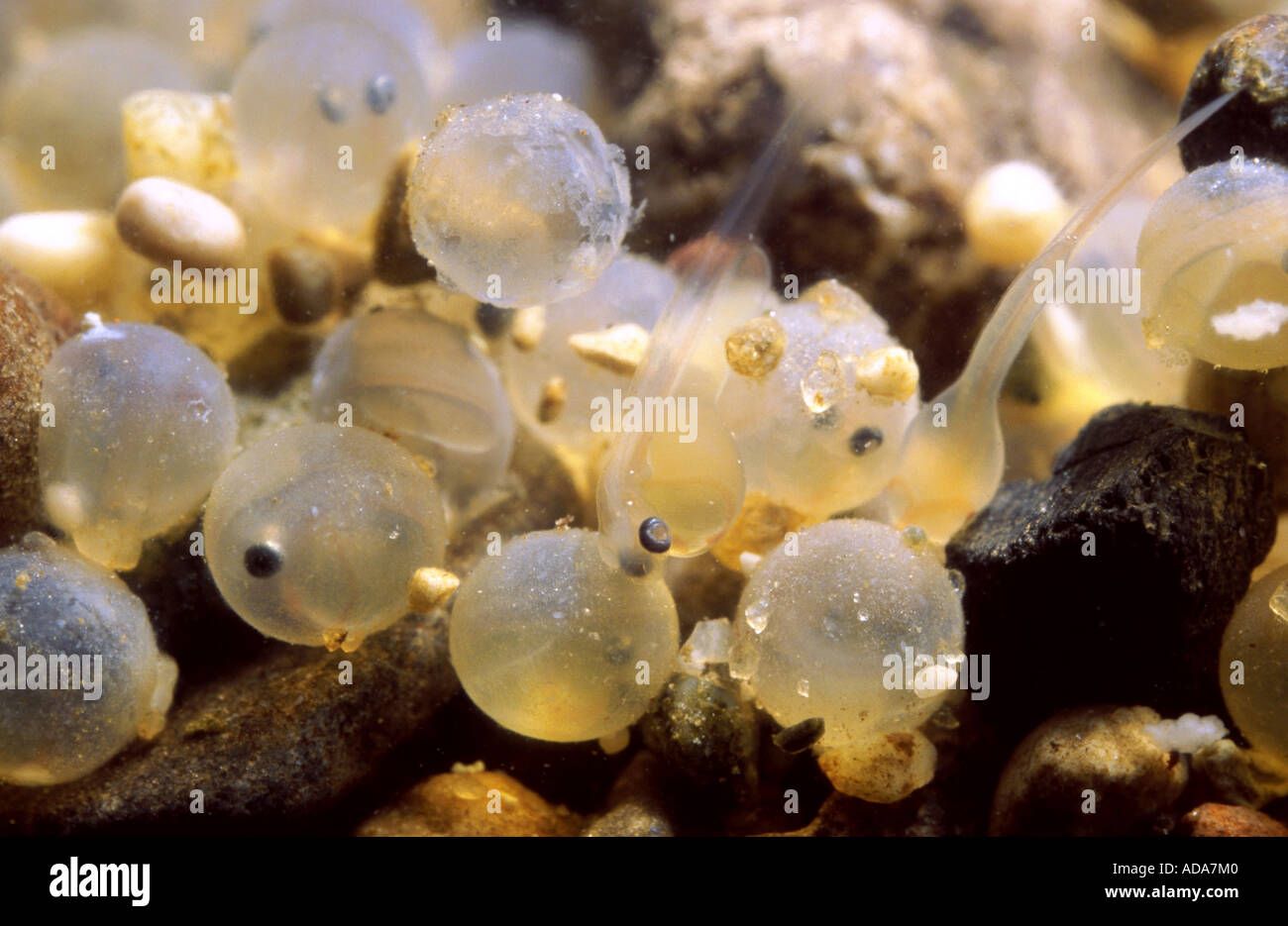 Nase (Chondrostoma Nasus), laichen im frühen Stadium mit Larven, Deutschland, Bayern Stockfoto