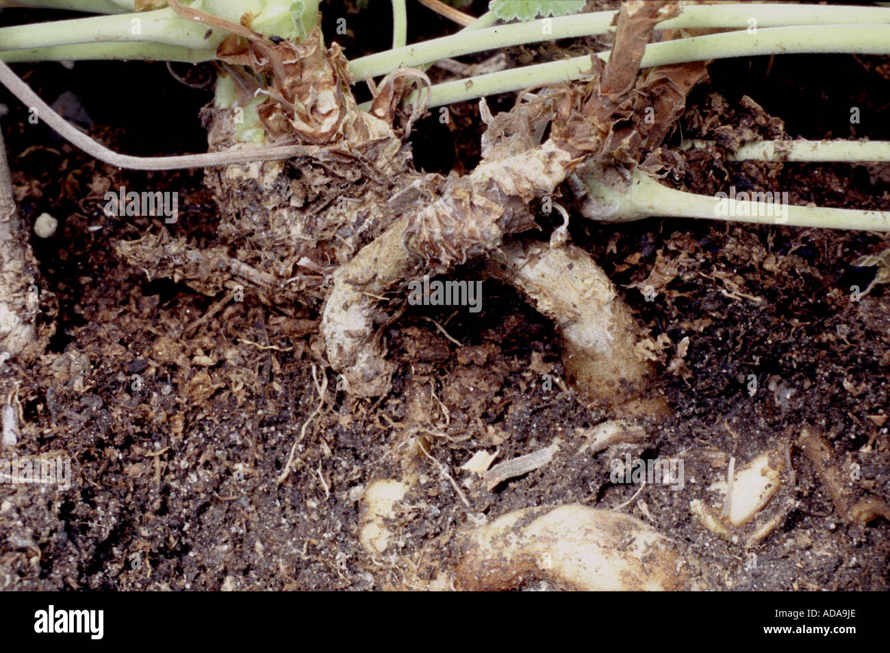 Geranie (Pelargonium Sidoides), Wurzeln aus, die das Medikament Umckaloabo  hergestellt wird Stockfotografie - Alamy