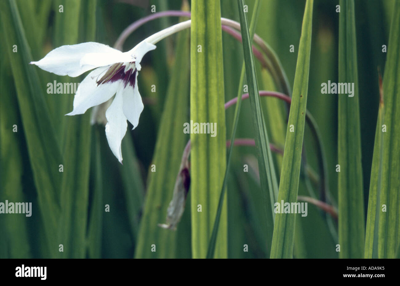 Peacock Orchidee, Peacock Flower abessinische Gladiole (Gladiolus bicolor, Acidanthera bicolor), Blume Stockfoto