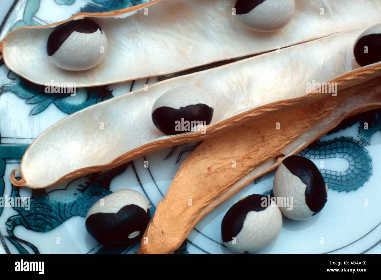 Gartenbohne (Phaseolus Vulgaris), CV Ying Yang: Hülsenfrüchte und Samen Stockfoto