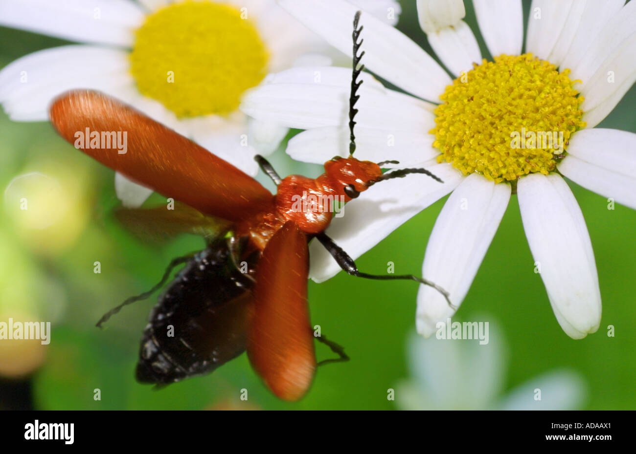 Käfer (Pyrochra Coccinea), Ansatz zum blühen Stockfoto