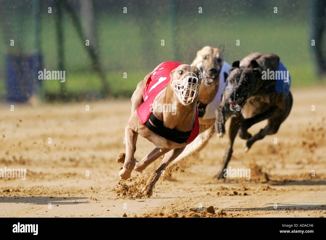 Greyhound (Canis Lupus F. Familiaris) beim Contest, Deutschland Stockfoto