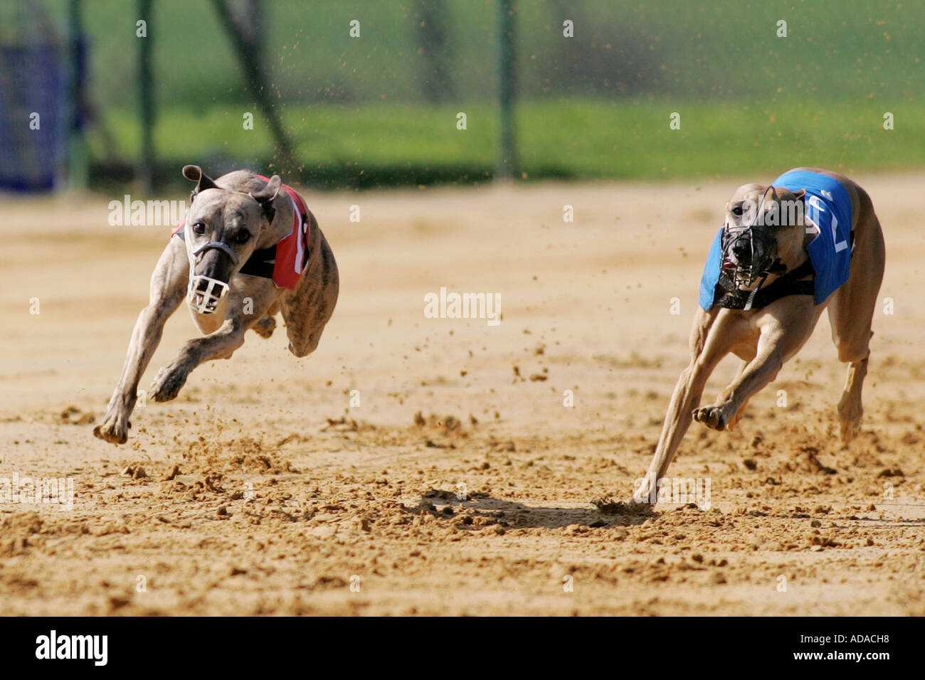 Greyhound (Canis Lupus F. Familiaris) beim Contest, Deutschland Stockfoto