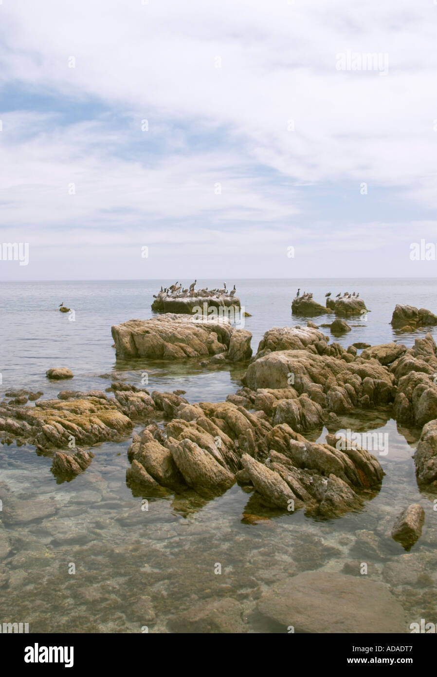 Marine Vögel Küste des Mar de Cortes Baja California Mexiko Stockfoto