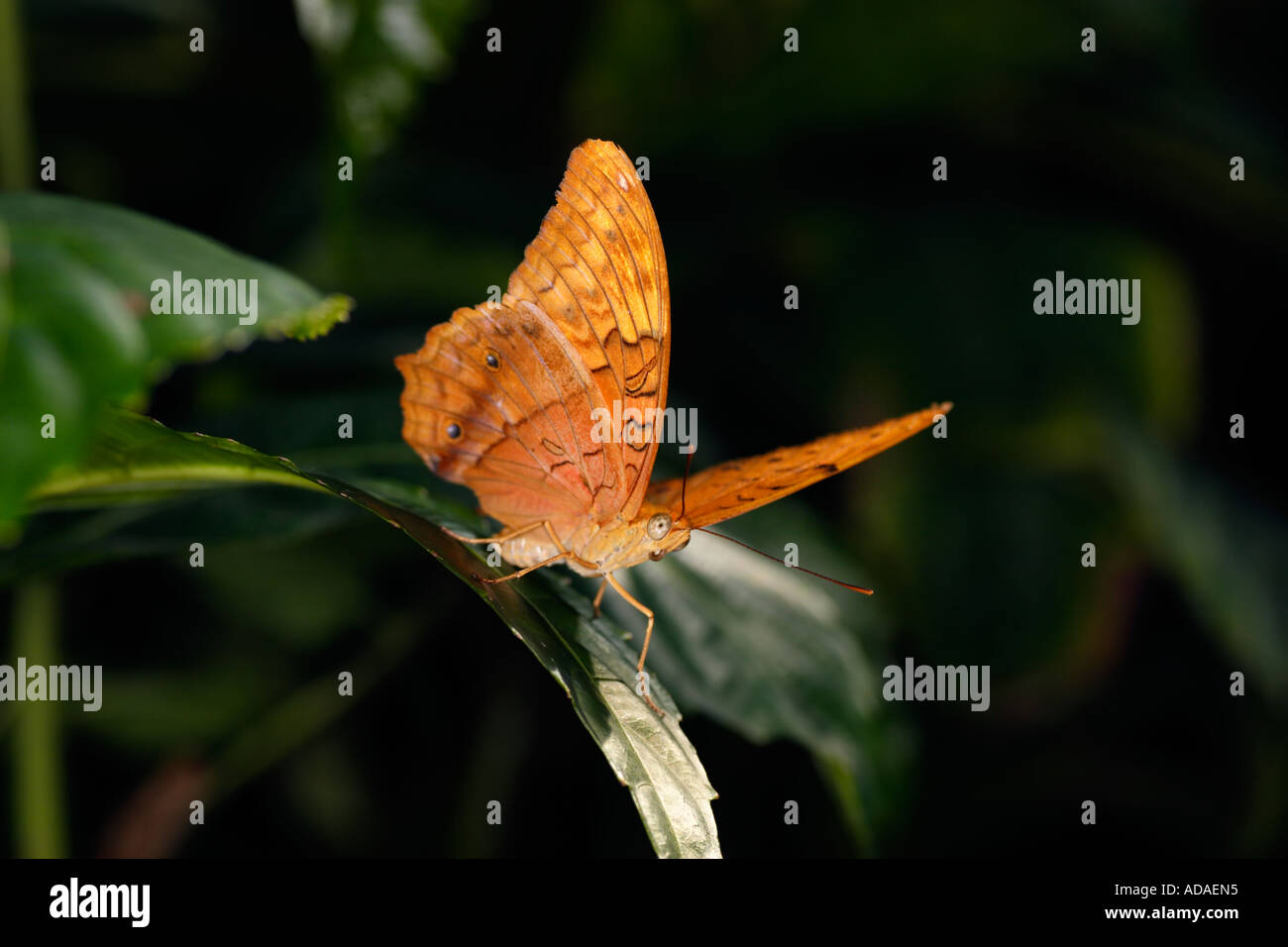 Australische Leafwing Schmetterling (Doleschallia Bisaltide) - männlich Stockfoto