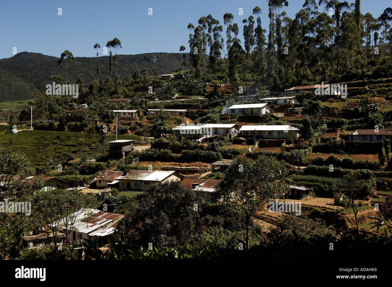 Nuwara Eliya Hill Station Dorf von Tamil Teepflückerinnen Stockfoto