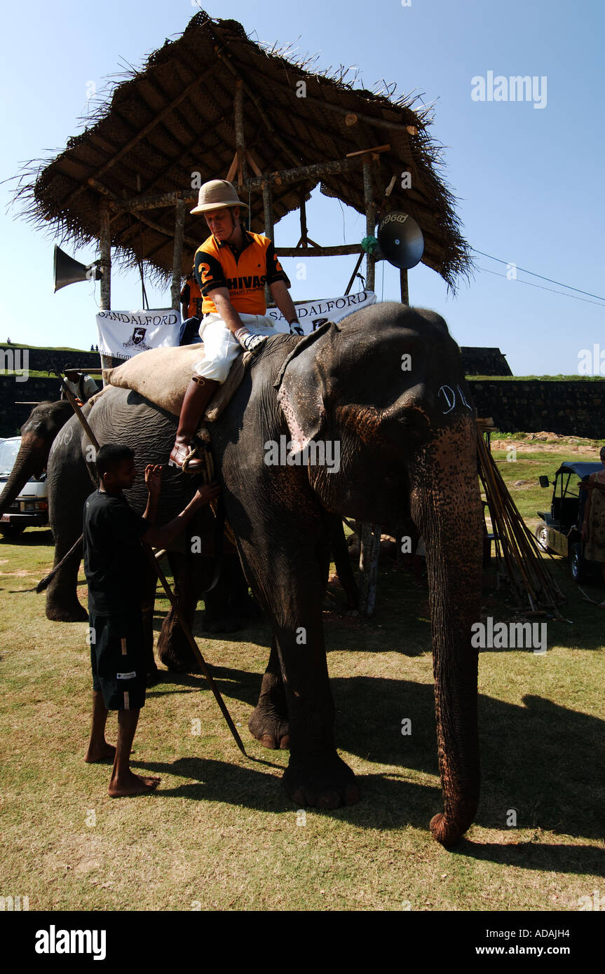 Galle Fort Elefant Polospiel Stockfoto