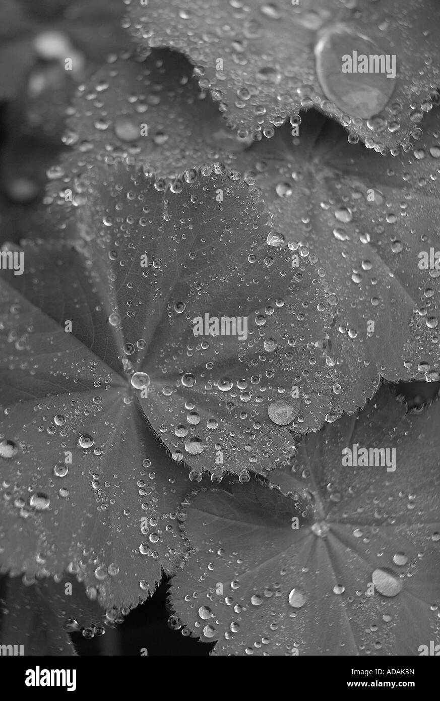 Wassereinlagerungen in der Natur illustriert von Regentropfen, die von den grünen Blättern gehalten Stockfoto