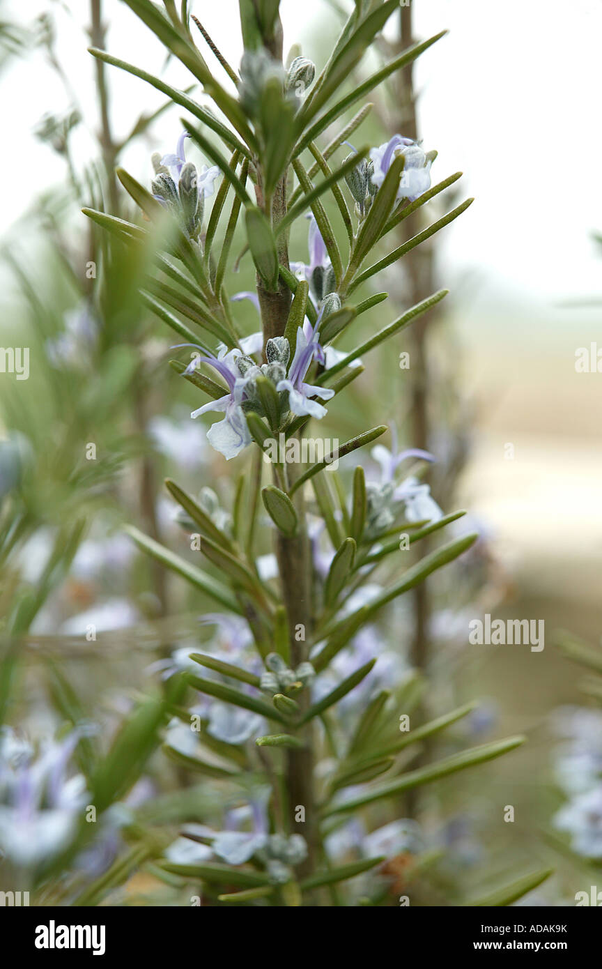 Rosemary hedge Fotos und Bildmaterial in hoher Auflösung Alamy