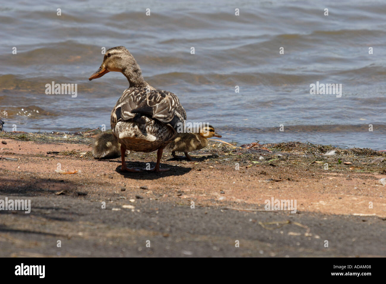 Ente mit Entenküken am Rand des suburbanen See Stockfoto