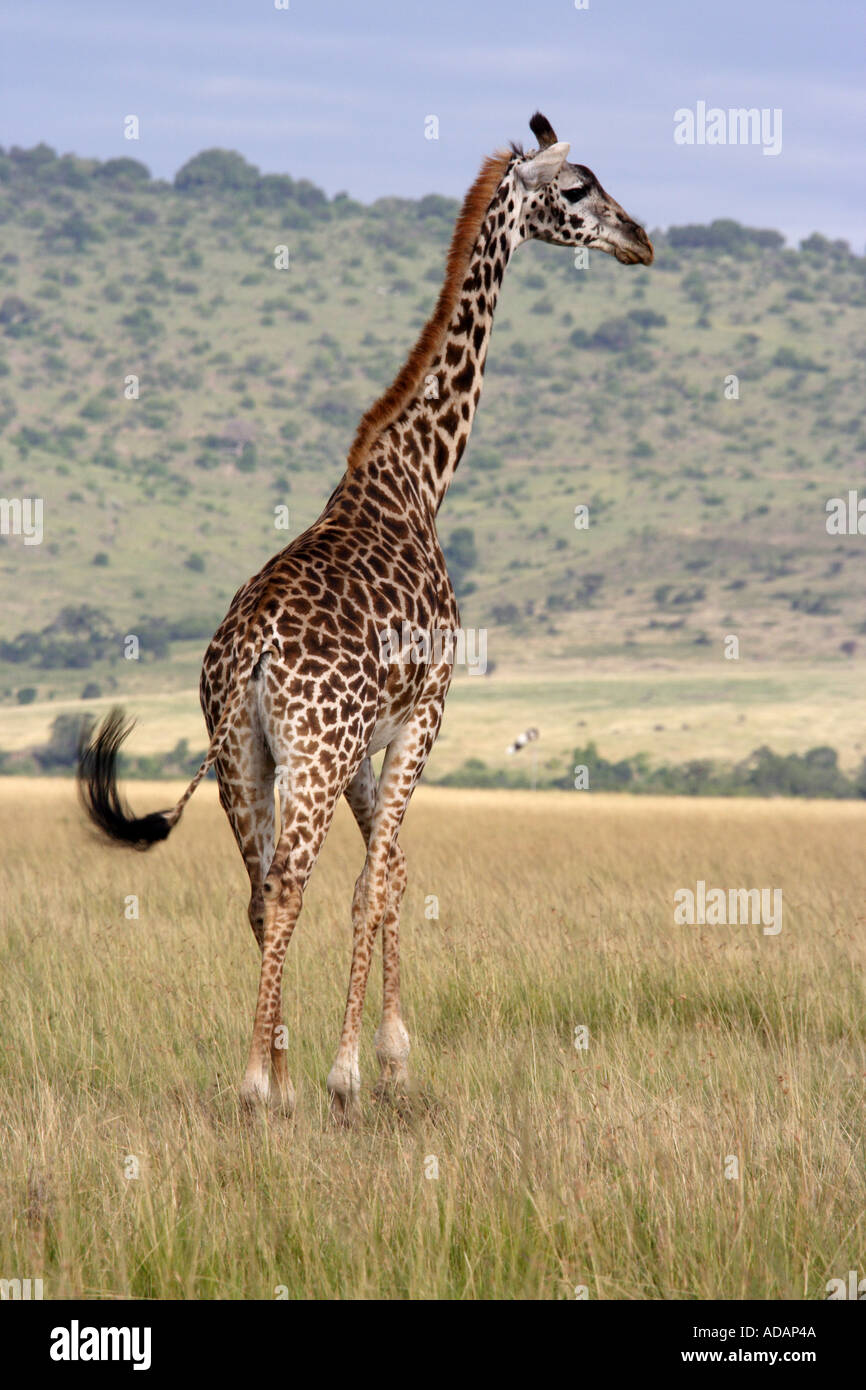 Eine einsame Giraffe in der Masai Mara National Reserve Kenya Stockfoto