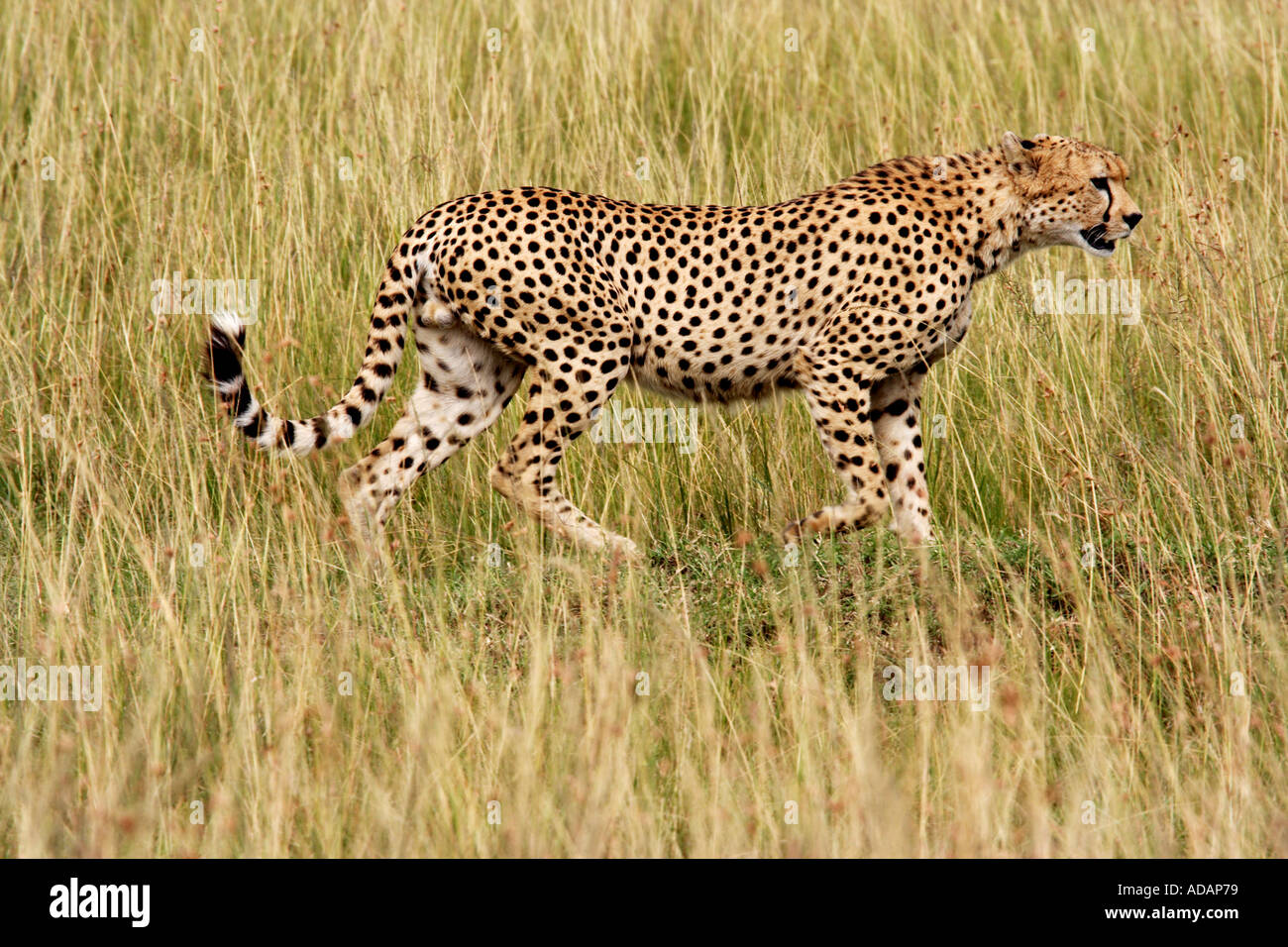 Geparden in der Masai Mara Nationalreservat Kenia Stockfoto