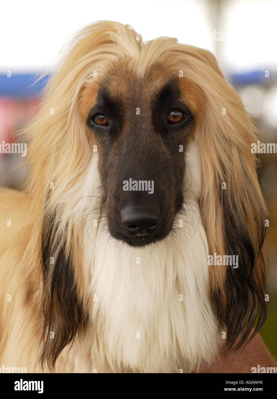 Lustige Tiere afghanischen bei Windsor Dog show Stockfoto