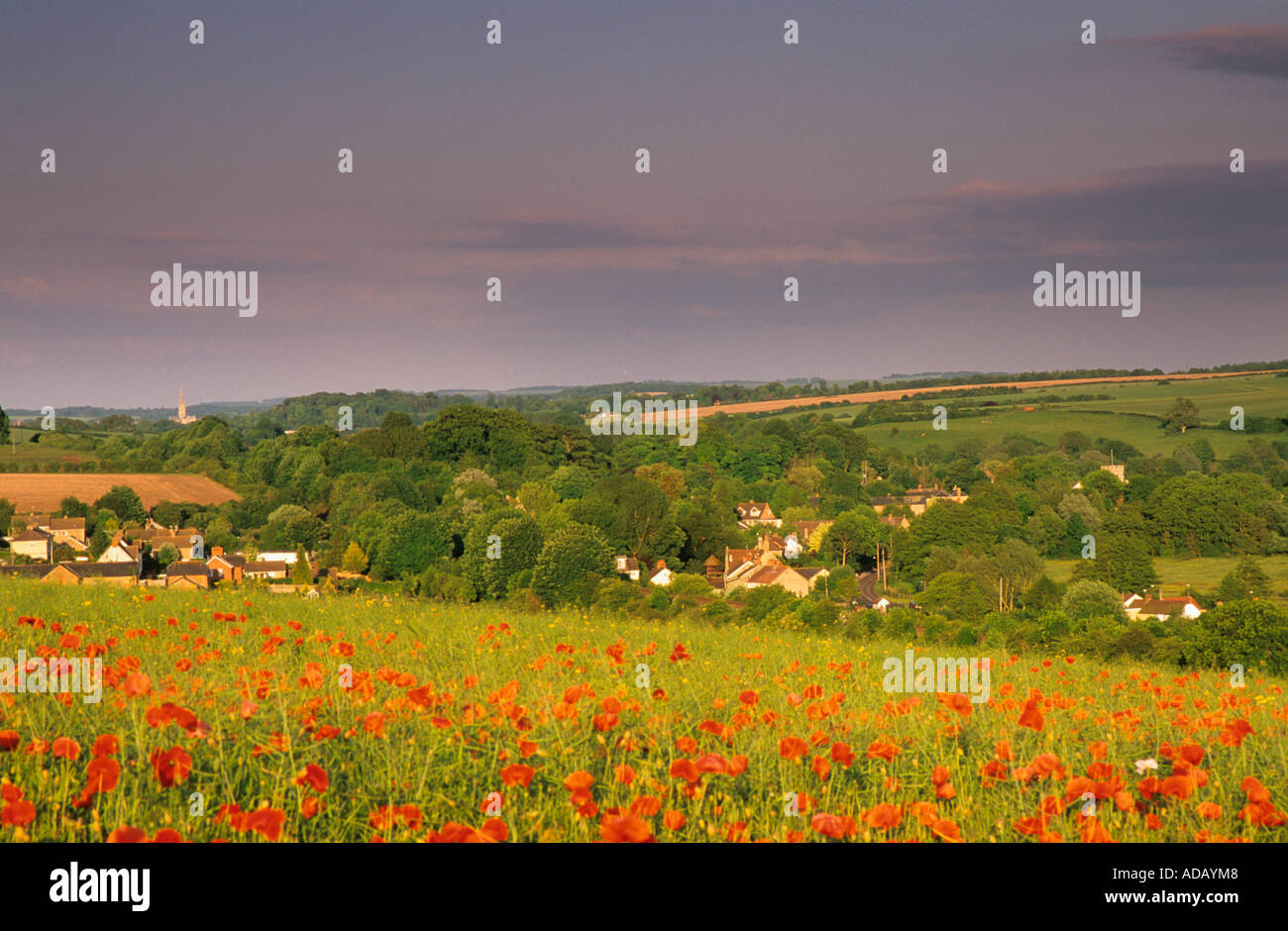 Mohnblumen in Bereichen mit Blick auf Barford St. Martin in der Nähe von Salisbury Wiltshire england Stockfoto