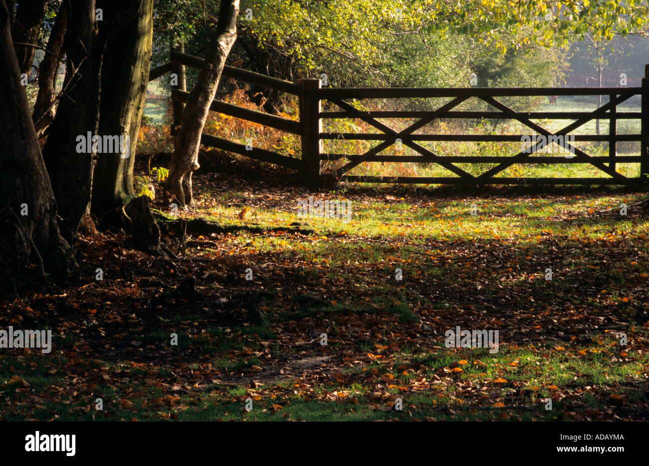 5 bar Tor am Eingang zum Feld am Ende der Strecke Bolderwood New Forest Hampshire England uk Stockfoto