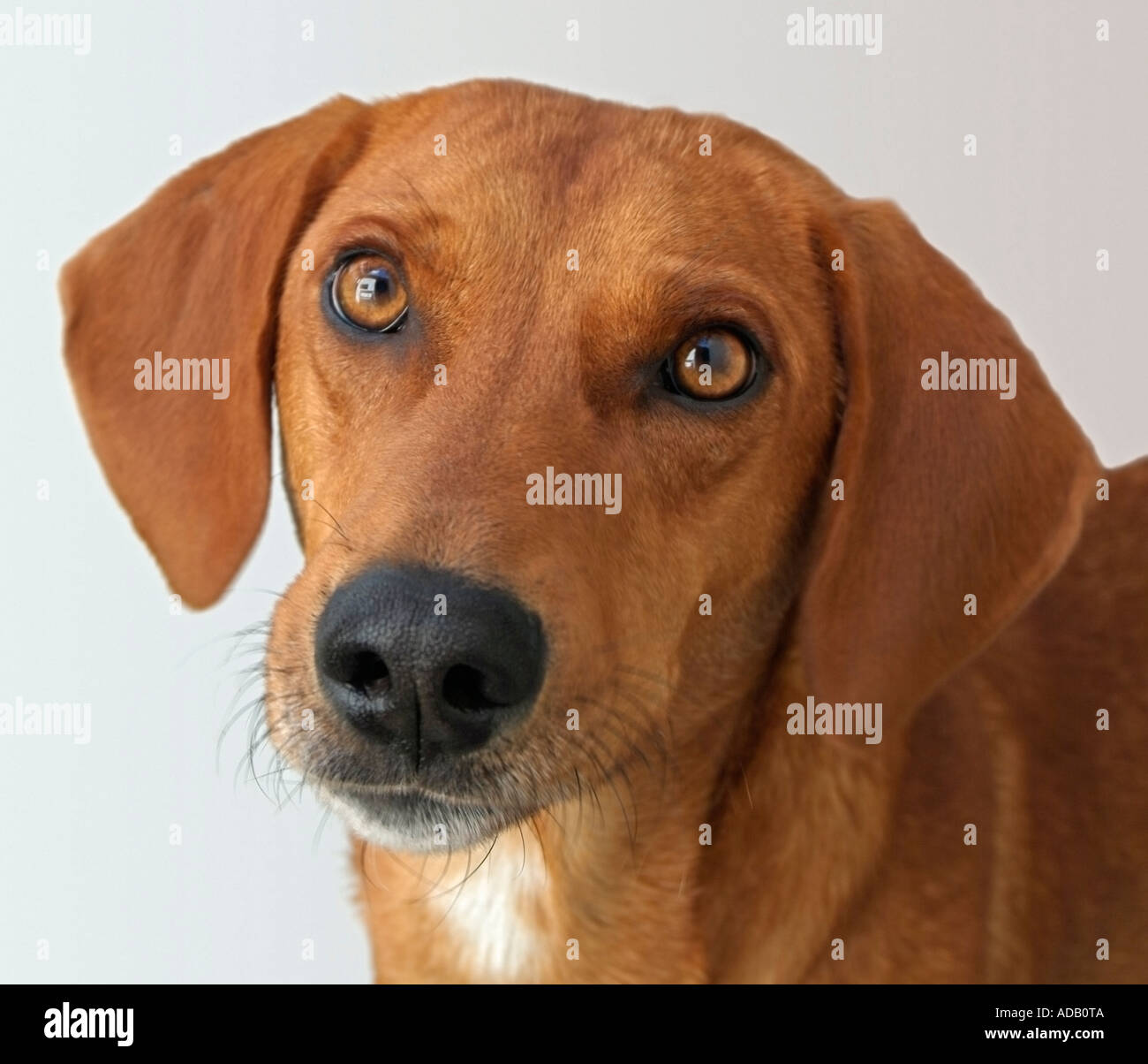 Kopfschuss von Foxhound Jagdhund Stockfoto