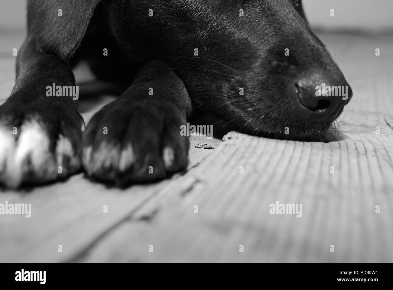 Labrador Hund liegend auf Holz Dielen Stockfoto