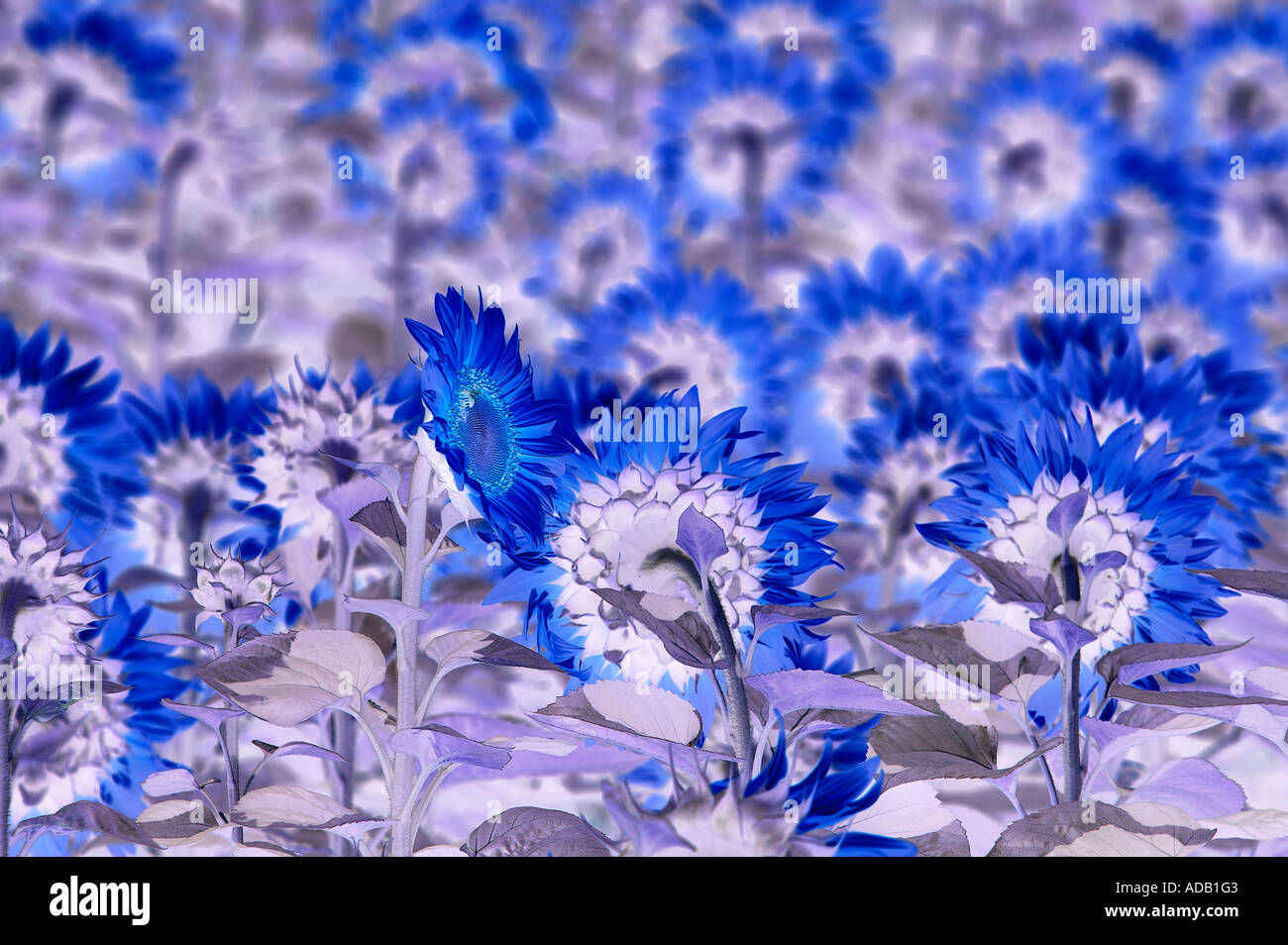 Digital Imagegewinn der Sonnenblumen Stockfoto