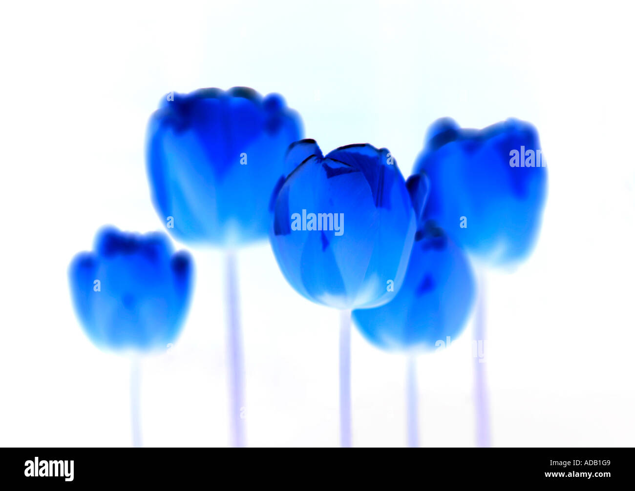 Nahaufnahme von Tulpen Digital erweitert Stockfoto