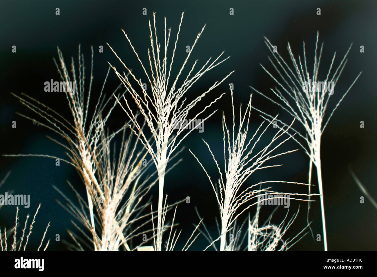 Digital Image Zebra Gras invertiert Stockfoto
