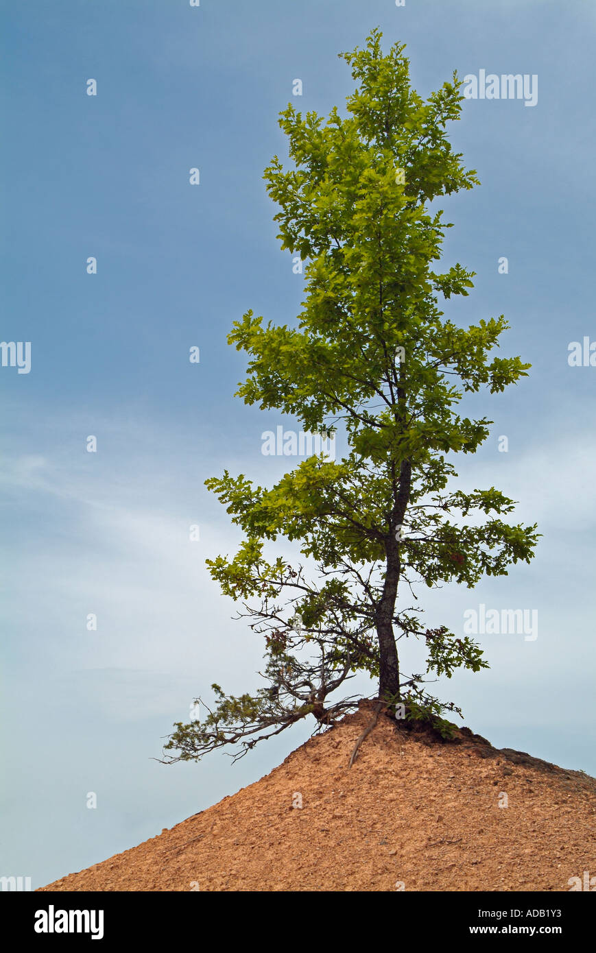 Einsamer Baum auf einem Felsvorsprung Stockfoto